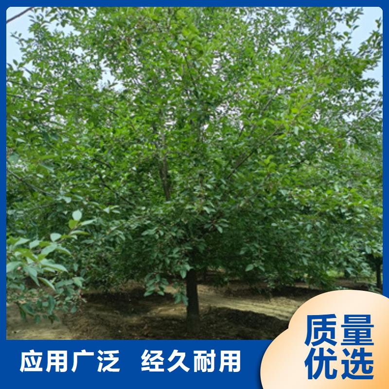 【法桐炫丽海棠真诚合作】