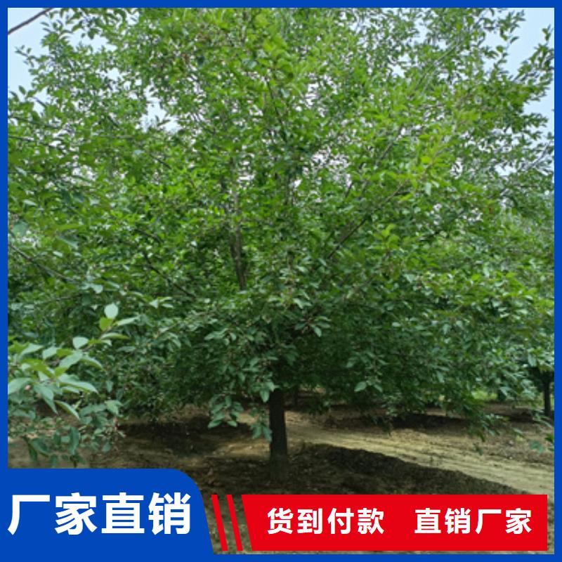 法桐,【金叶复叶槭】多种规格供您选择