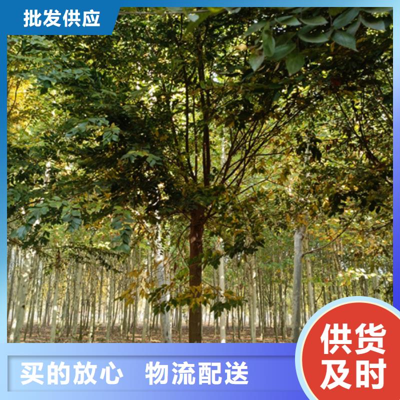 法桐截杆发帽今年新款