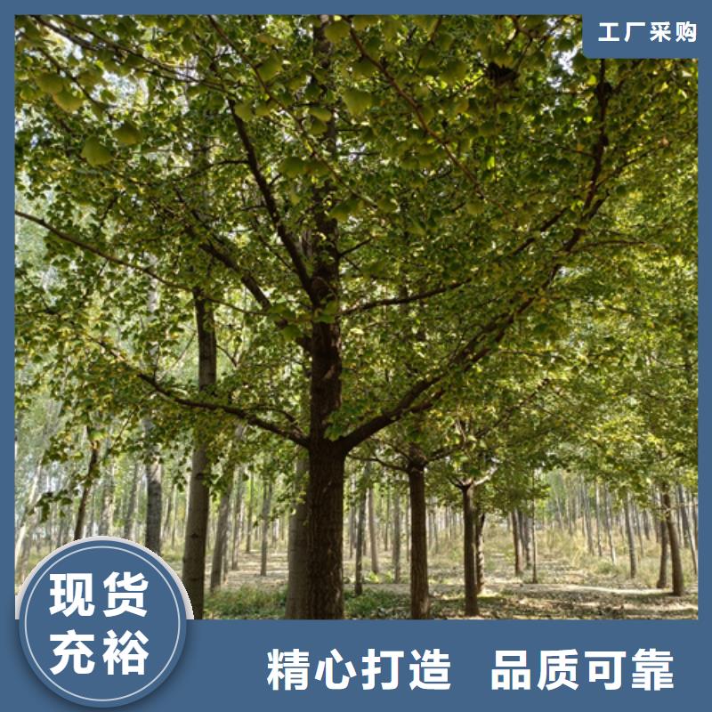 【法桐】金叶槐生产厂家