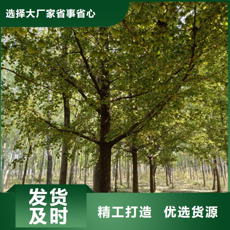 法桐截杆发帽厂家案例