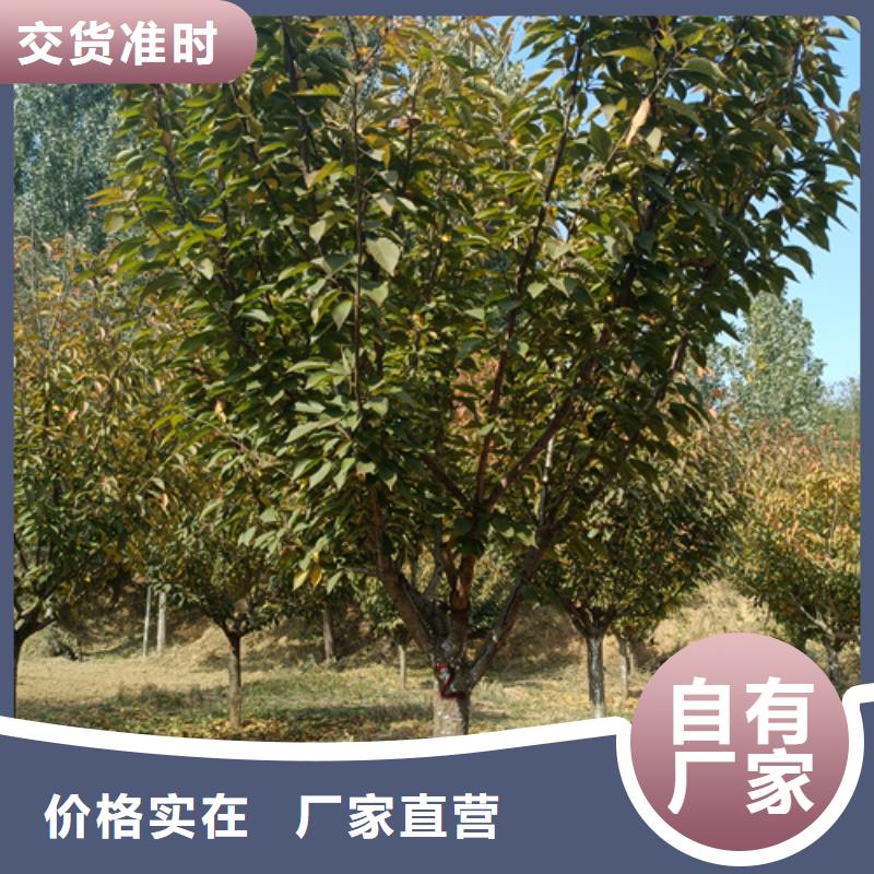 法桐-金叶复叶槭定制不额外收费