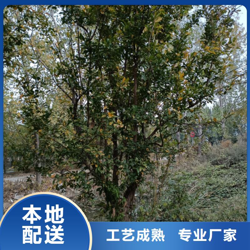 法桐截杆发帽诚信经营现货现发