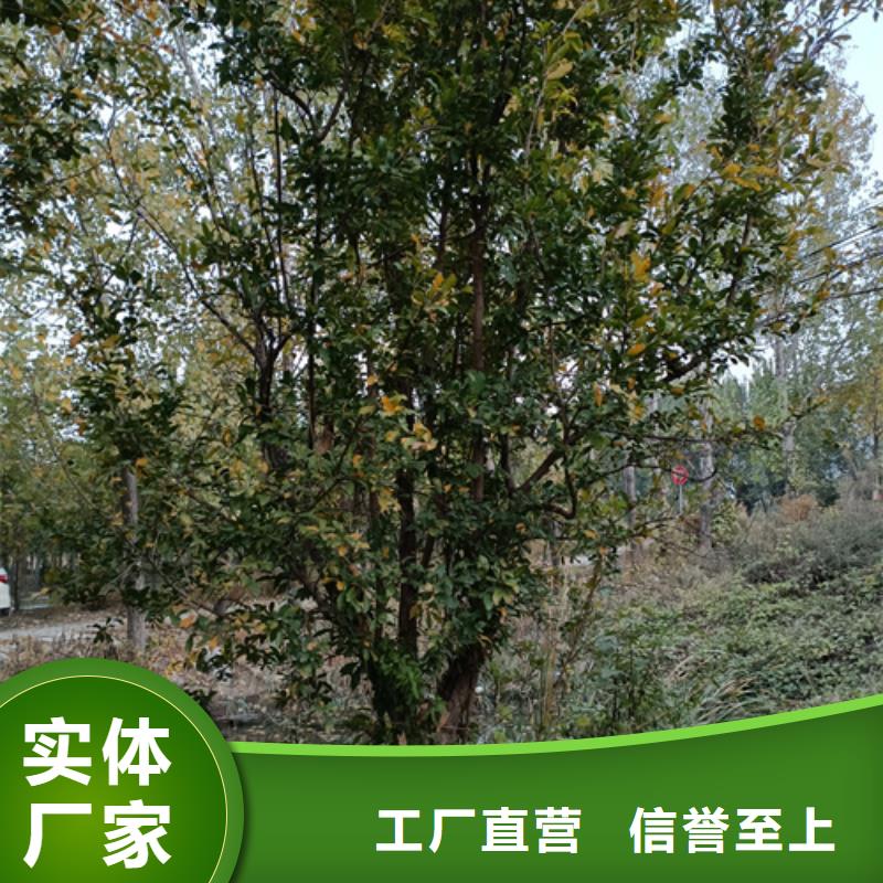 法桐,原生冠法桐一站式厂家