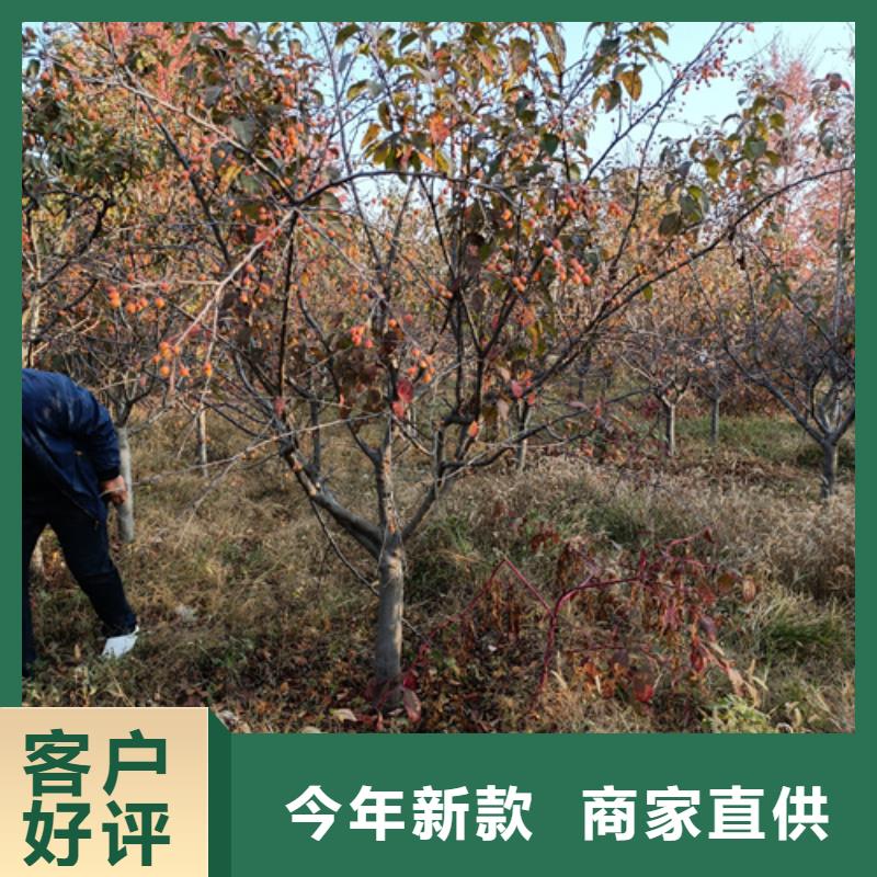 【法桐金叶复叶槭实体诚信经营】