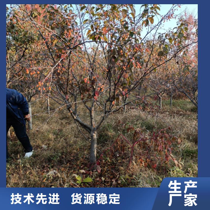法桐白蜡产品实拍