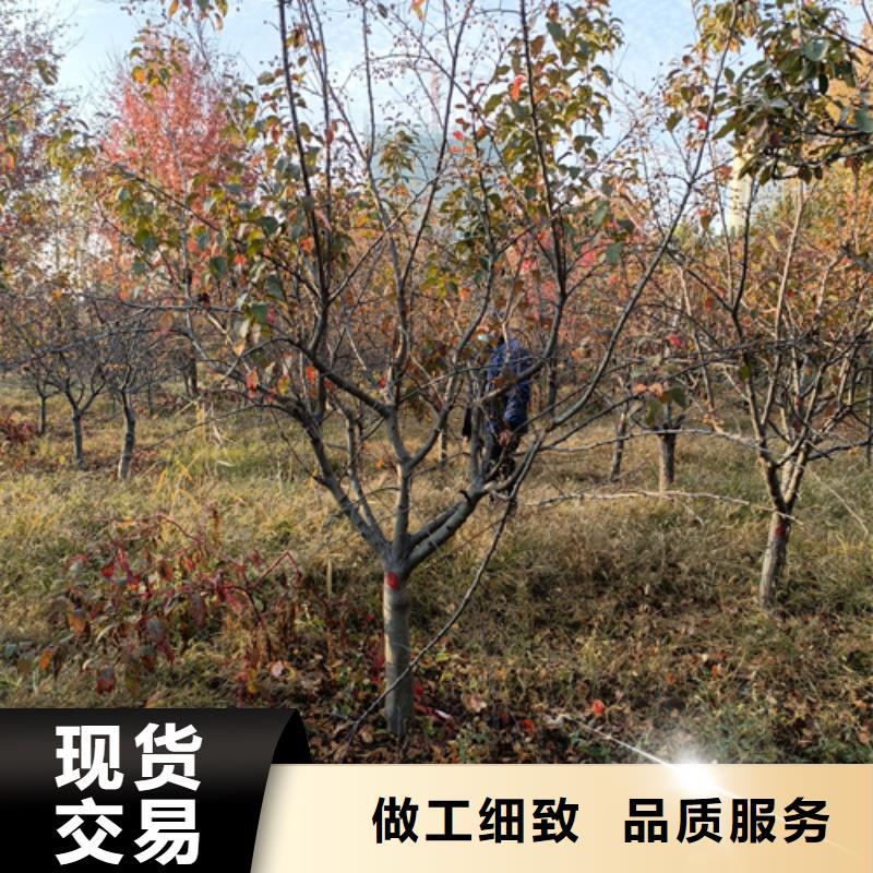 法桐西府海棠专注质量
