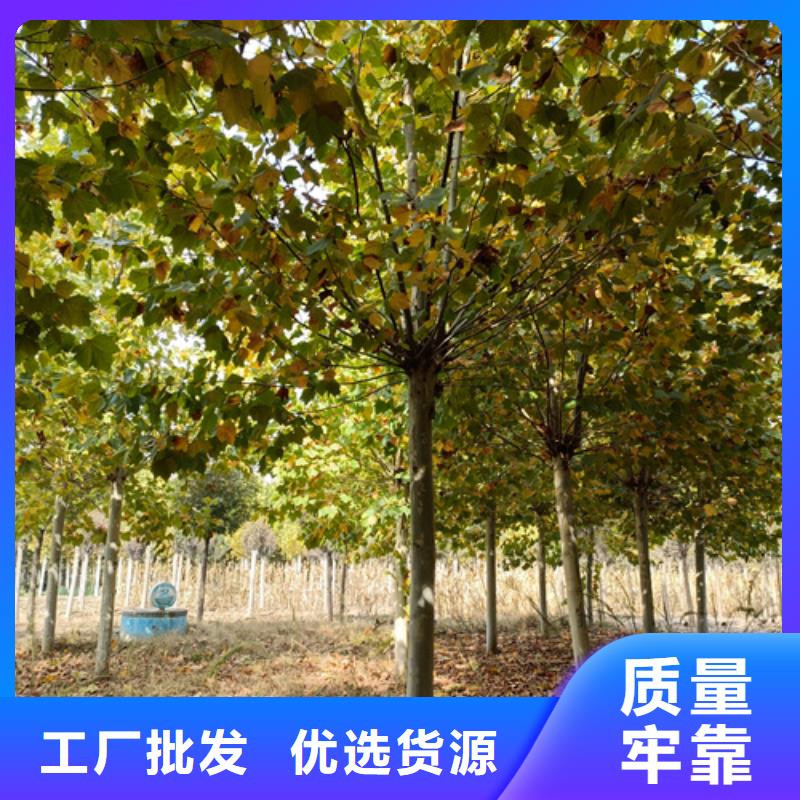 法桐金叶槐质检合格出厂