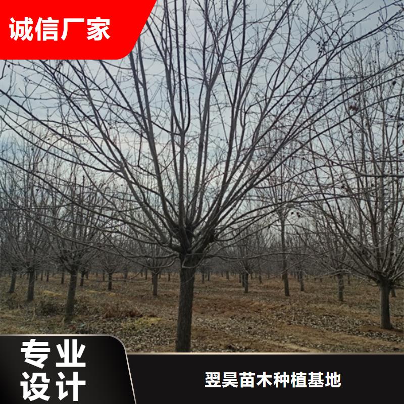 【法桐五角枫厂家实力雄厚】