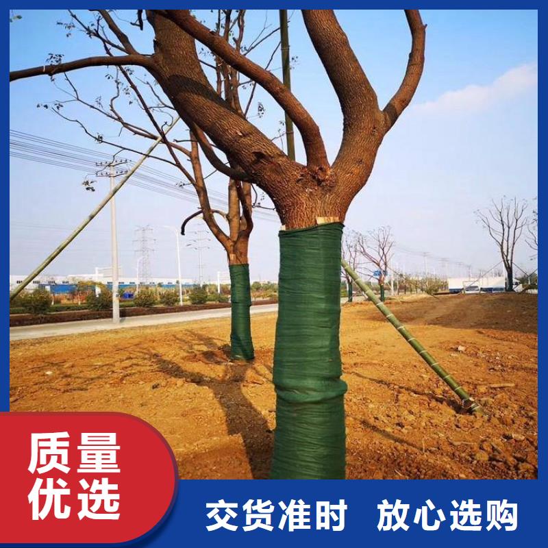 裹树布抗裂贴极速发货