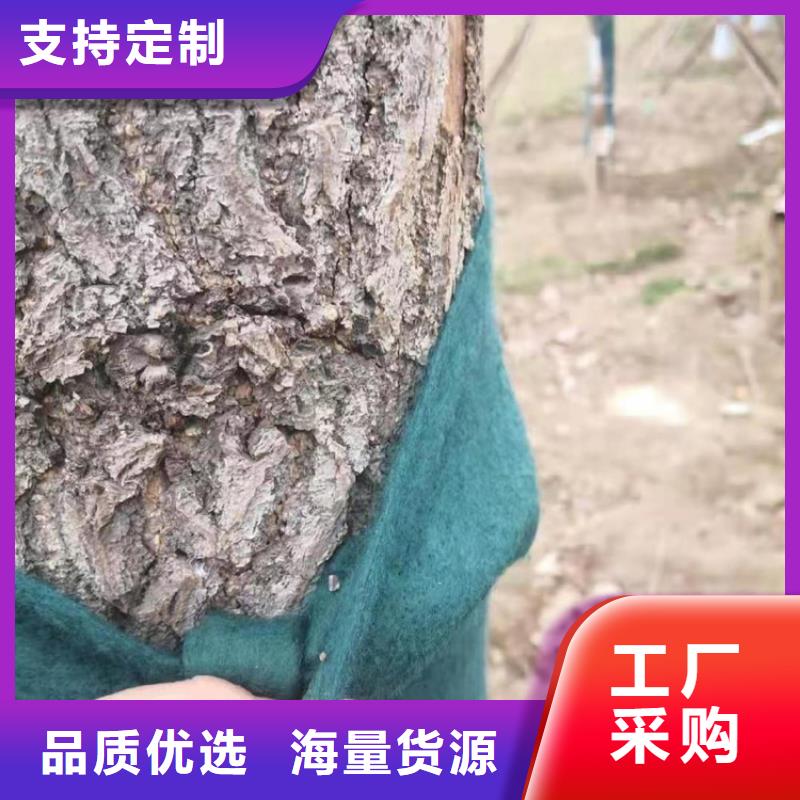 裹树布塑料盲沟现货满足大量采购