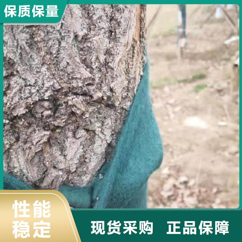 裹树布土工布来图来样定制