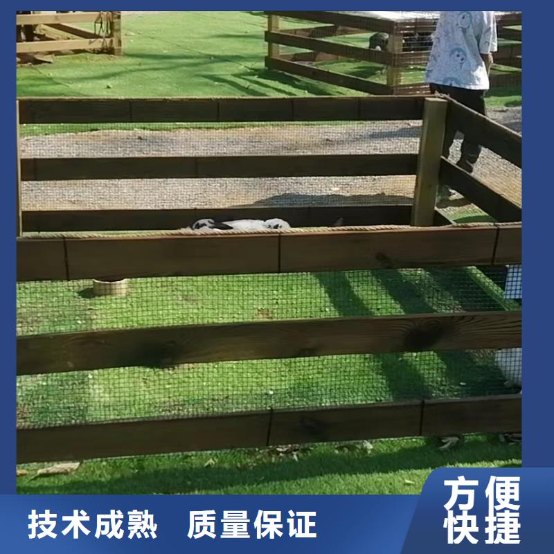 马戏团/羊驼海狮表演出租欢迎合作