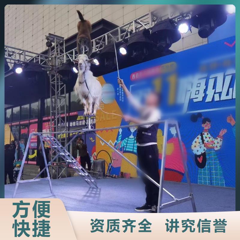 【马戏团/羊驼】出租表演企鹅公司