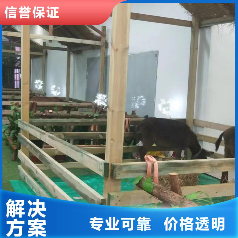【马戏团/羊驼】美人鱼表演资质齐全
