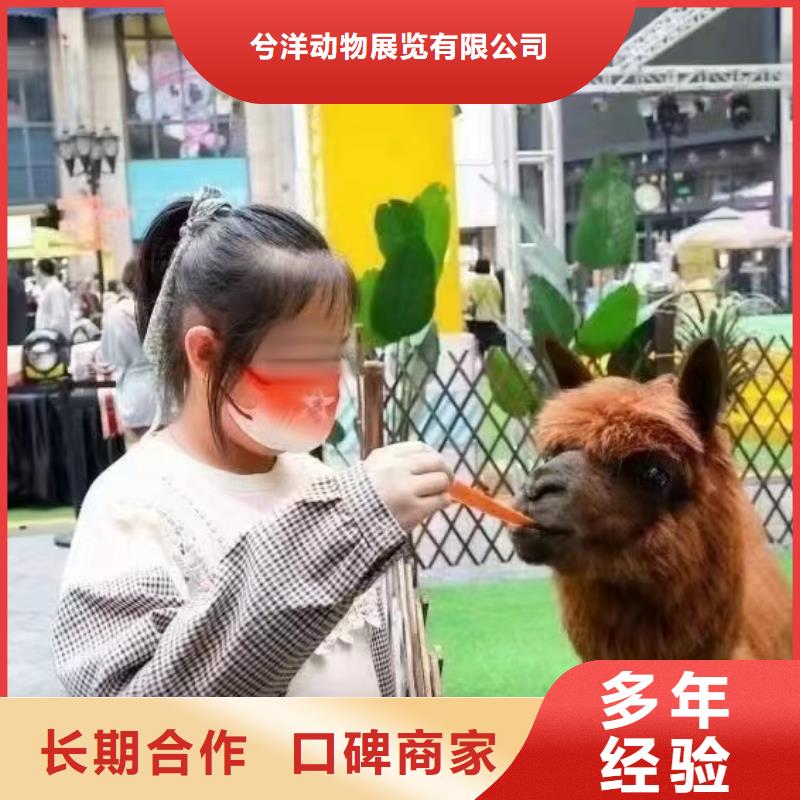 马戏团/羊驼羊驼出租经验丰富