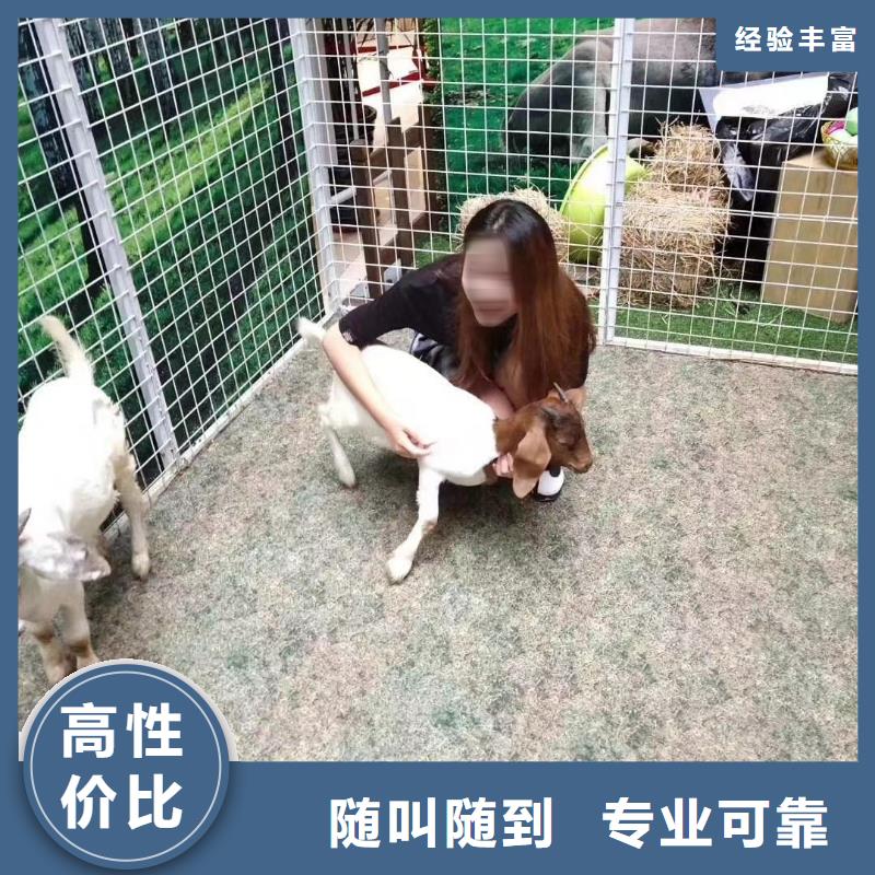 马戏团/羊驼【企鹅租赁】行业口碑好