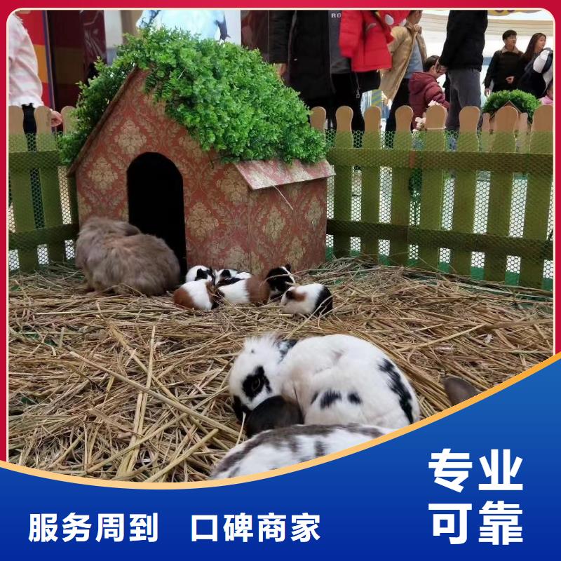 马戏团/羊驼海洋展租赁方便快捷