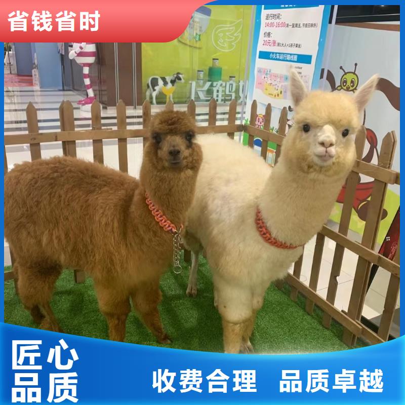 【马戏团/羊驼小马戏出租技术比较好】