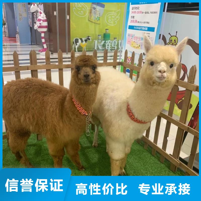 【马戏团/羊驼出租羊驼公司】