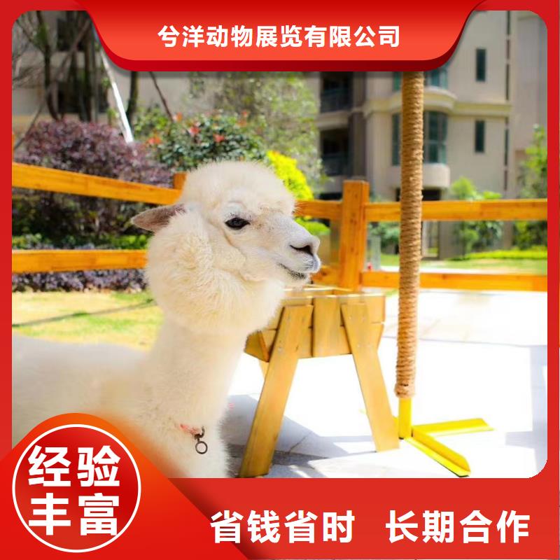 马戏团/羊驼【企鹅表演】口碑商家