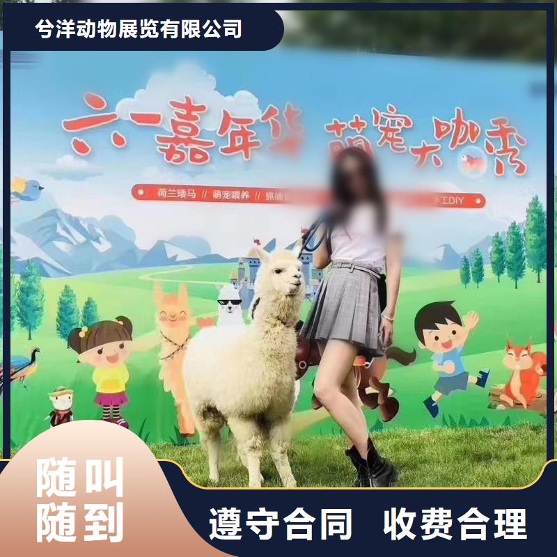 马戏团/羊驼【活体羊驼租赁】收费合理