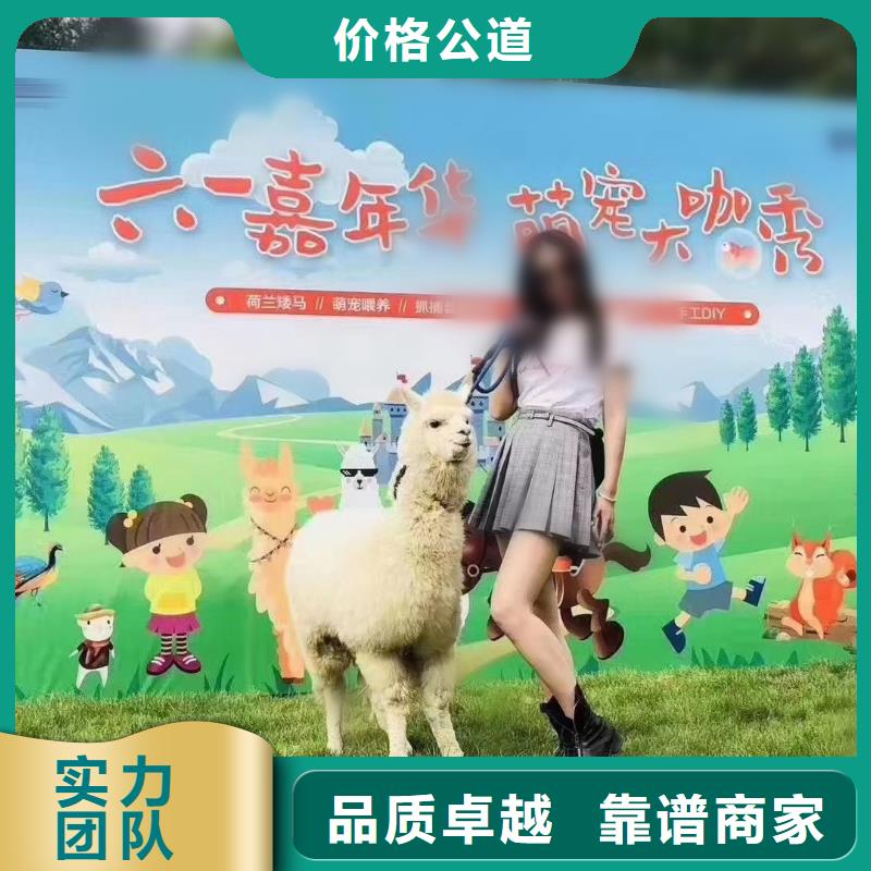 马戏团/羊驼【企鹅租赁】行业口碑好