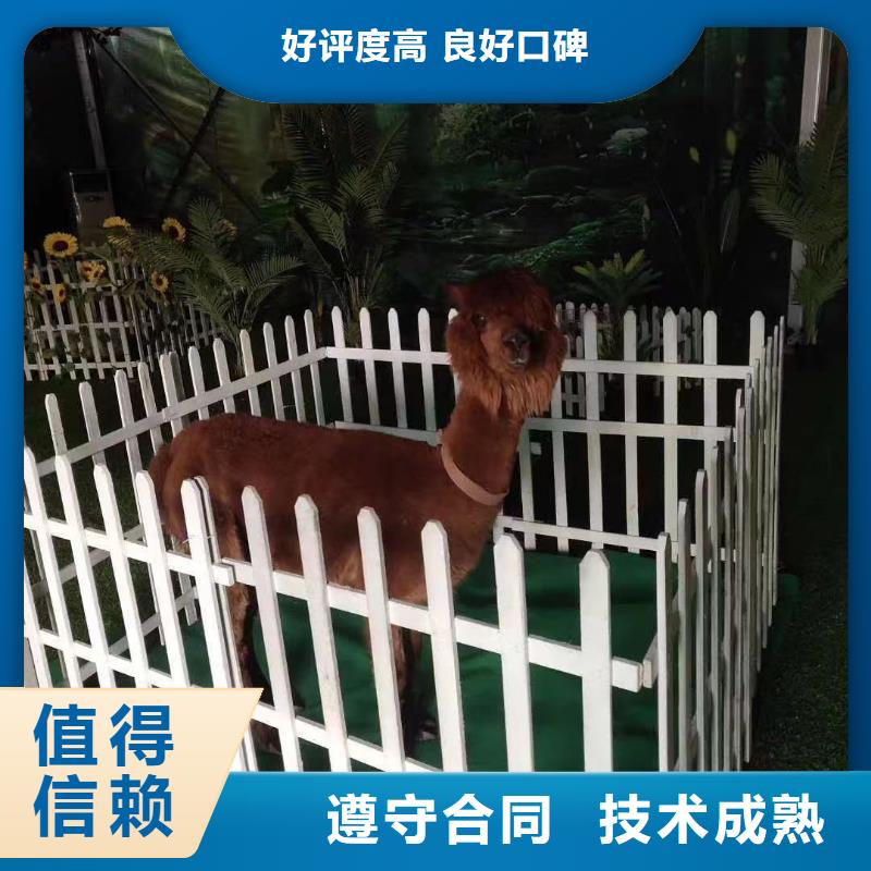 马戏团/羊驼出租企鹅免费咨询