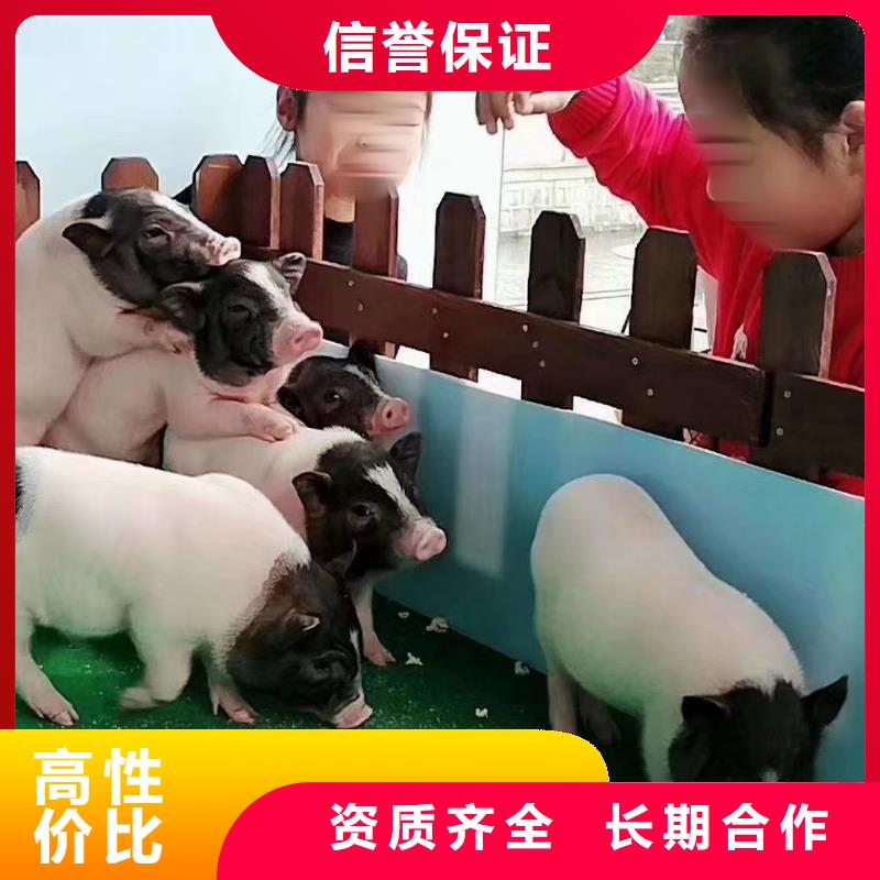 马戏团/羊驼美人鱼表演知名公司