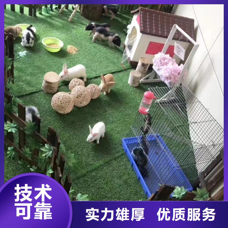 马戏团/羊驼美人鱼表演出租匠心品质