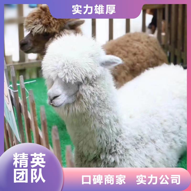 马戏团/羊驼【活体羊驼租赁】收费合理