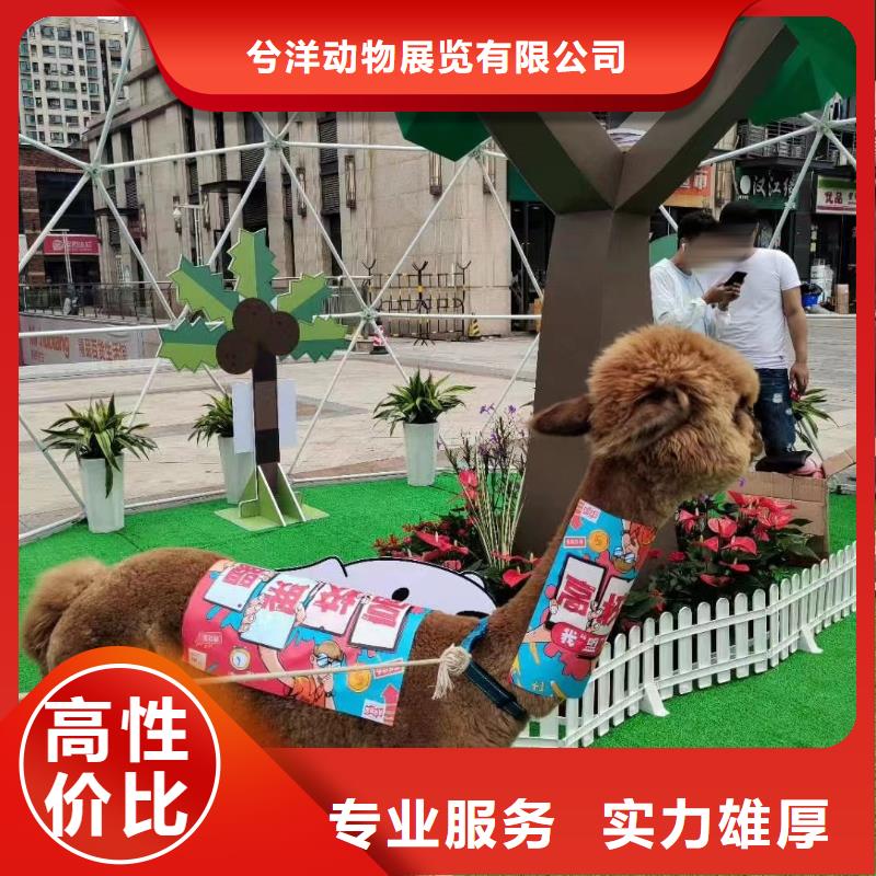 马戏团/羊驼【海狮表演出租】专业公司