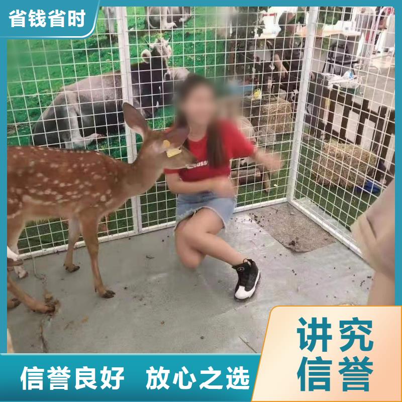 马戏团/羊驼,【【企鹅表演出租】】品质保证