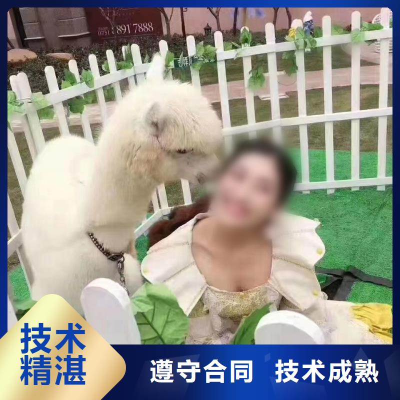 马戏团/羊驼,海狮表演出租随叫随到