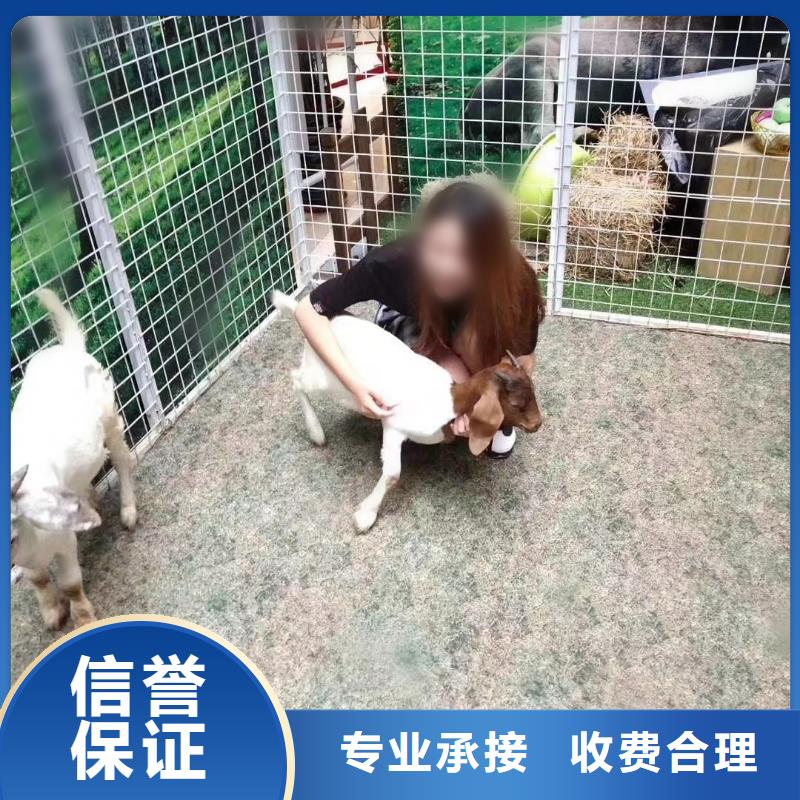 马戏团/羊驼【鹦鹉表演出租】专业承接