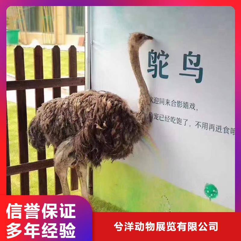 马戏团/羊驼羊驼表演技术成熟