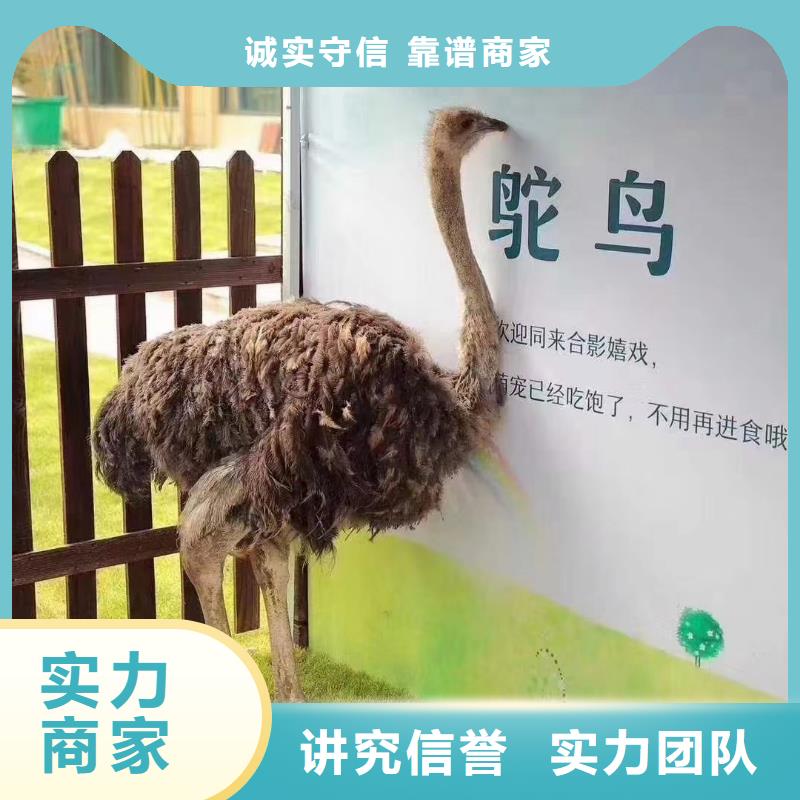 【马戏团/羊驼鹦鹉表演行业口碑好】