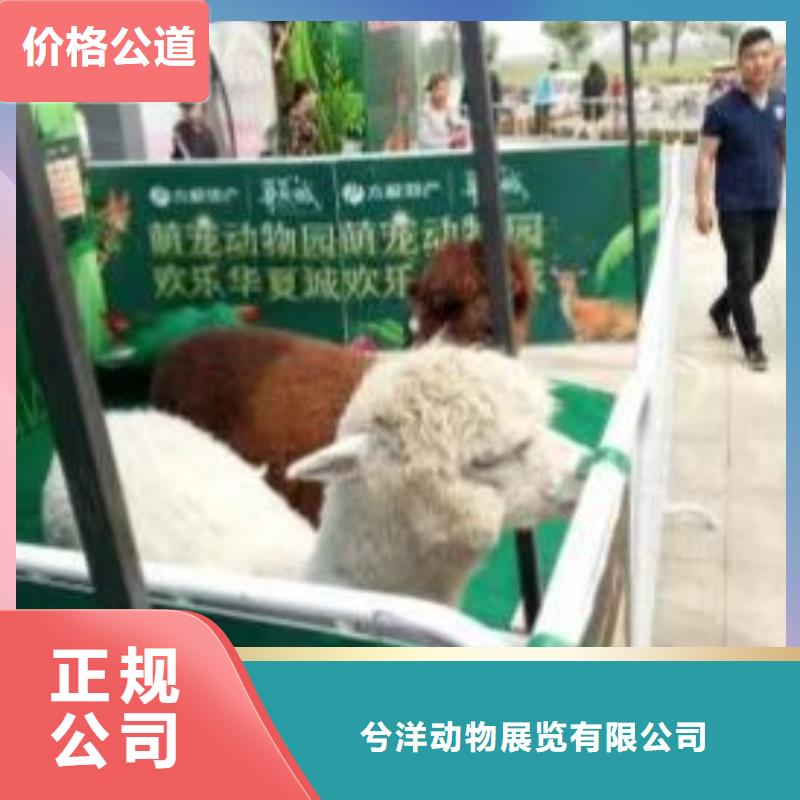 马戏团/羊驼【企鹅租赁】行业口碑好