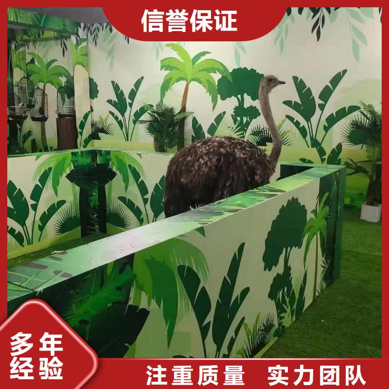 【马戏团/羊驼】,美人鱼表演解决方案