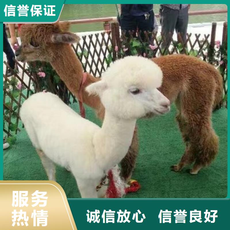 马戏团/羊驼 【马戏团表演】诚信