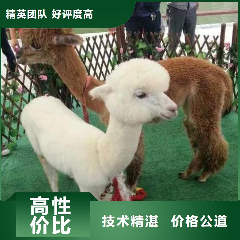 【马戏团/羊驼】出租表演企鹅公司
