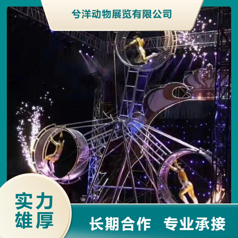 马戏团/羊驼租赁美人鱼表演价格美丽
