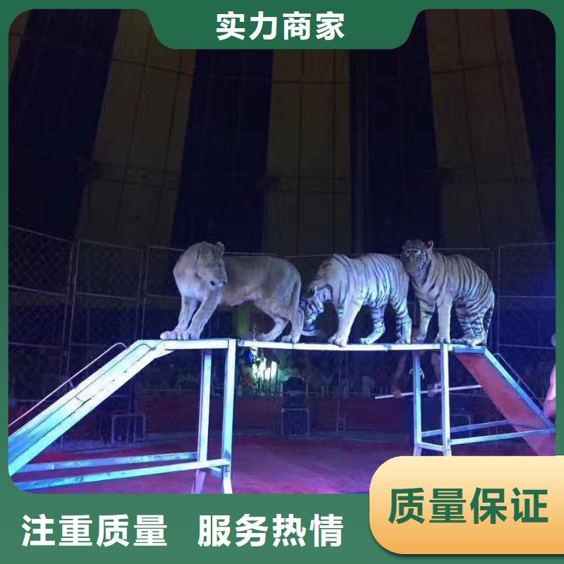 马戏团/羊驼海洋展租赁比同行便宜