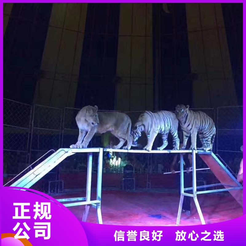 马戏团/羊驼马戏表演实力公司