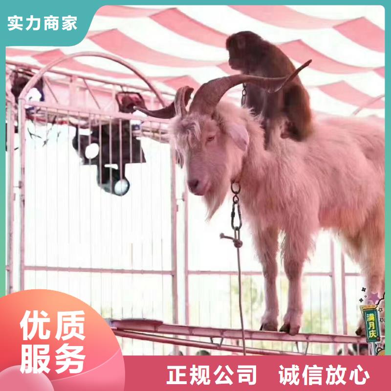 【马戏团/羊驼出租羊驼公司】