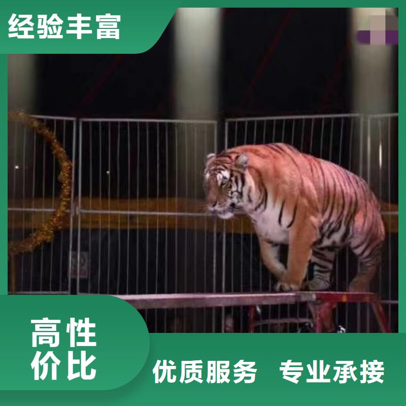 马戏团/羊驼,【【企鹅表演出租】】品质保证