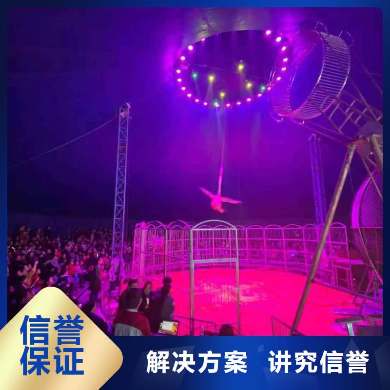 马戏团/羊驼羊驼表演技术成熟