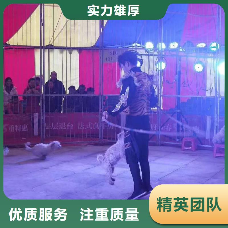 马戏团/羊驼-羊驼出租