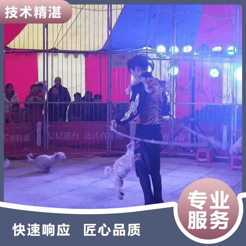 马戏团/羊驼_动物杂技表演租赁齐全