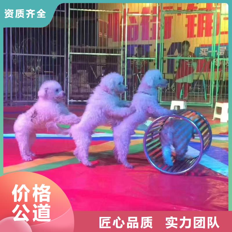 马戏团/羊驼海狮表演租赁品质好
